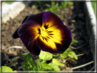 foto Fiori